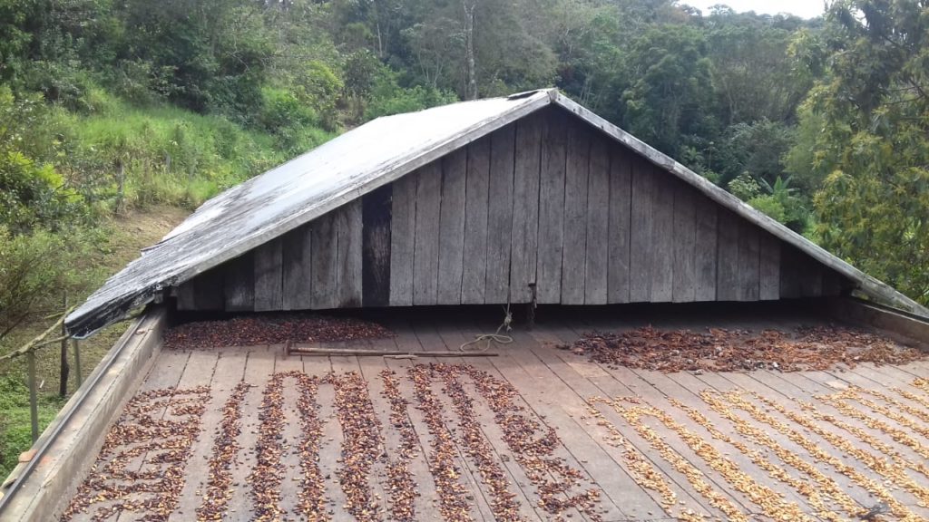 Cacao Farm Ilheus