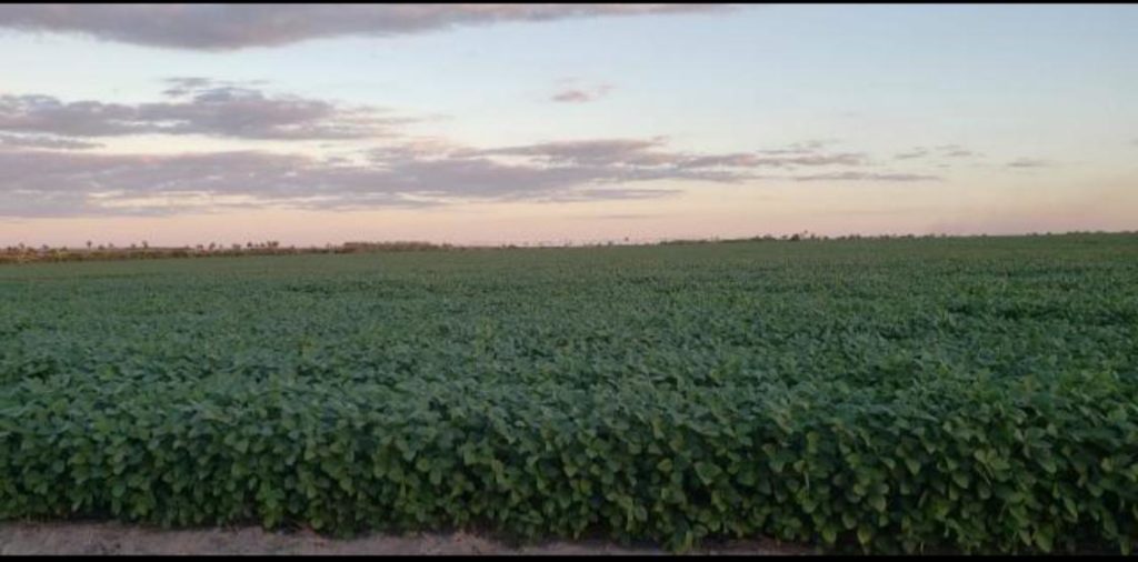 Agricultural Farm Maranhão