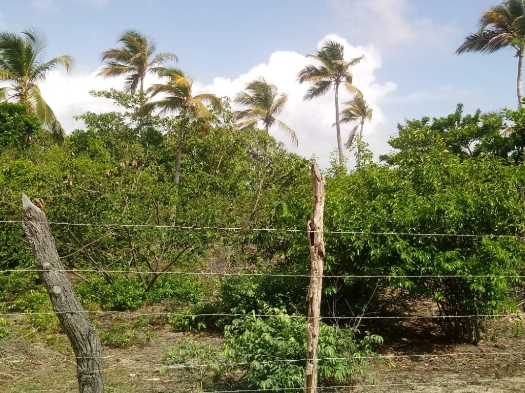 Building Plot Maranhão