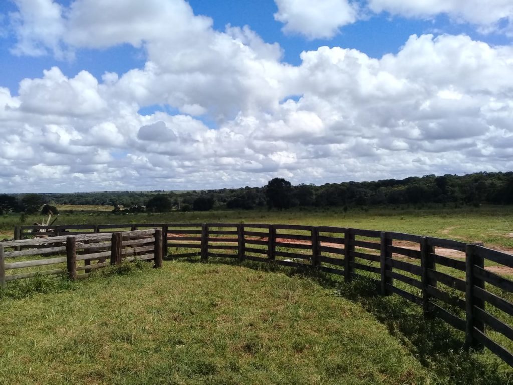 Cattle Farm Mato Grosso