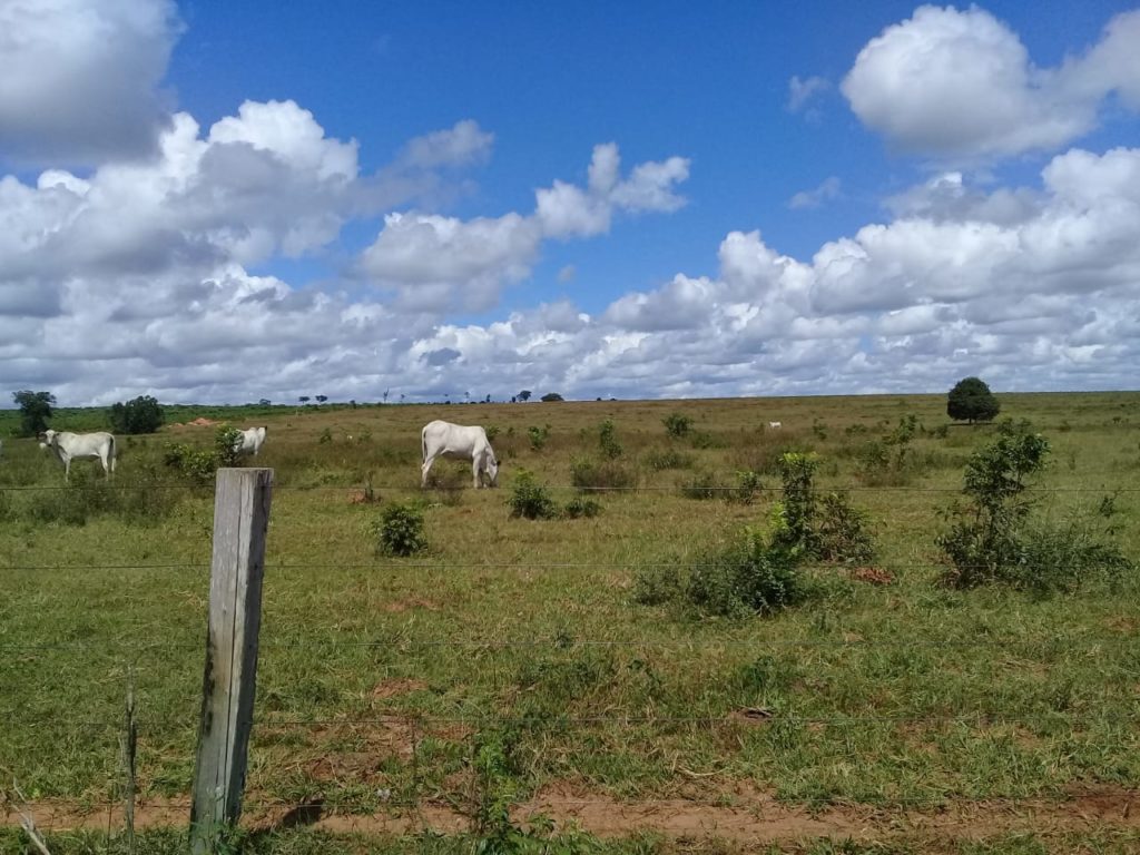 Cattle Farm Mato Grosso