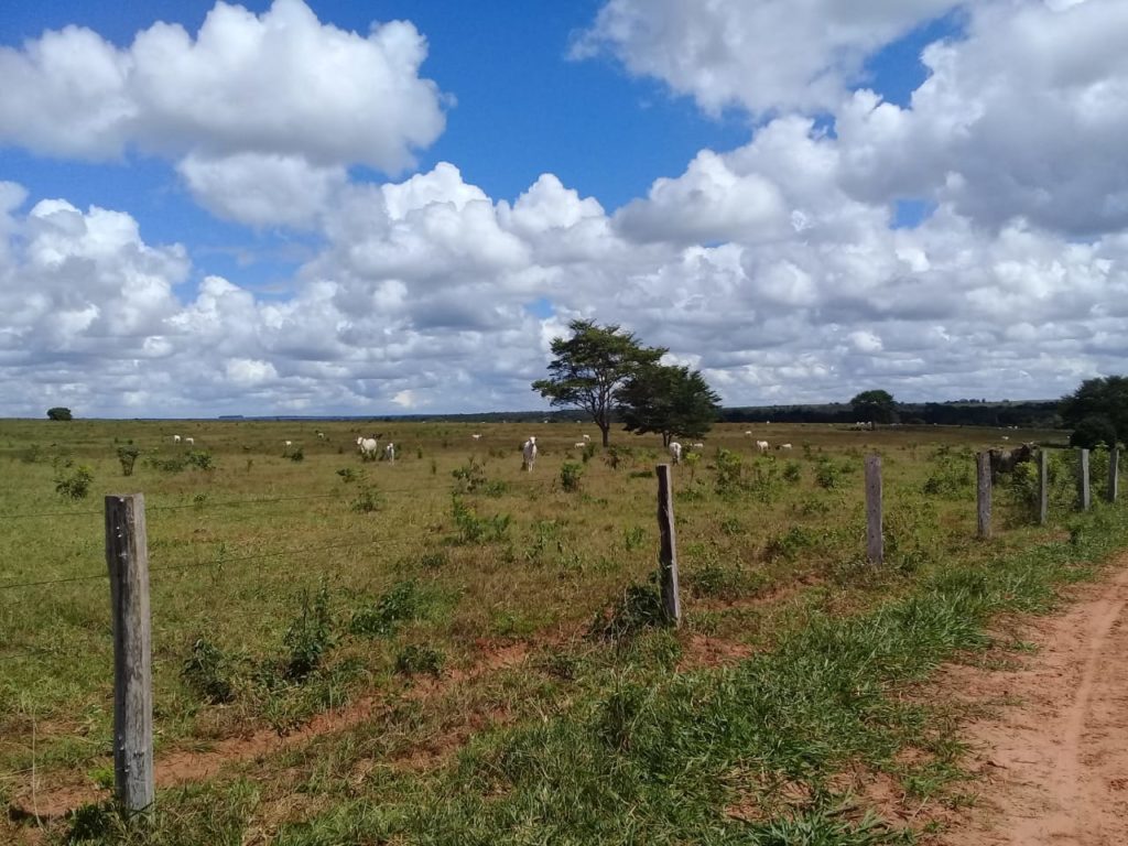 Cattle Farm Mato Grosso