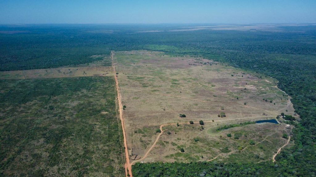 Cattle Farm Mato Grosso