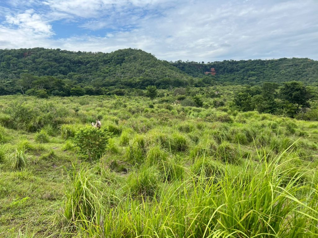 Cattle Farm Minas Gerais