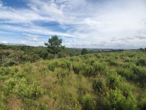 Landplot Palmeira Paraná