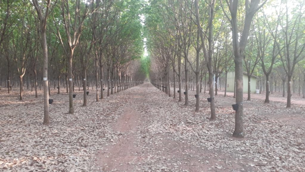 farm Mato Grosso do Sul