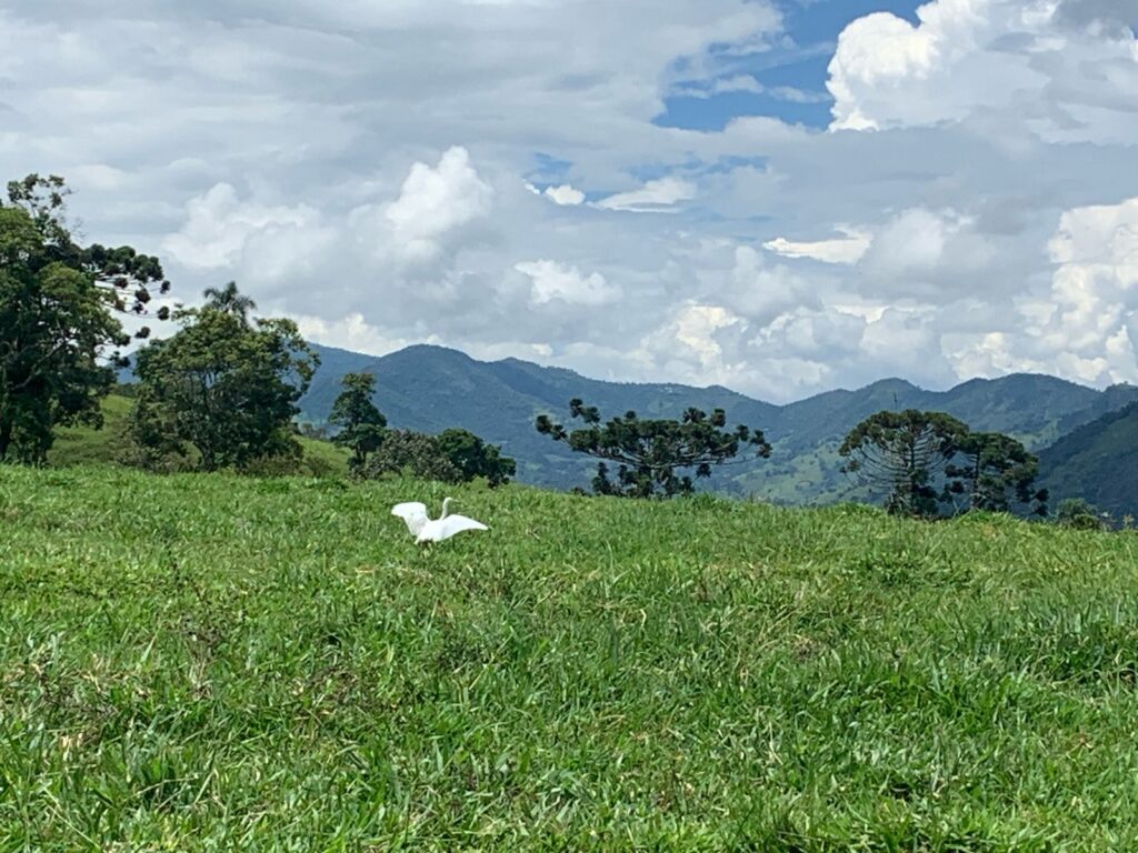 Farm Brazópolis Minas Gerais
